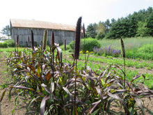 Millet 'Purple Majesty OP'