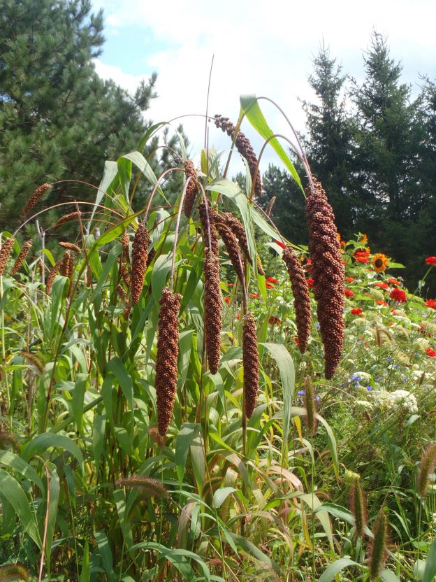 Millet Bird foxtail (<em>Setaria italica</em>)