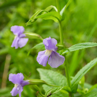 Image officielle de Mimule à Fleurs Entrouvertes, Mimulus ringens, associée au petit sachet de.