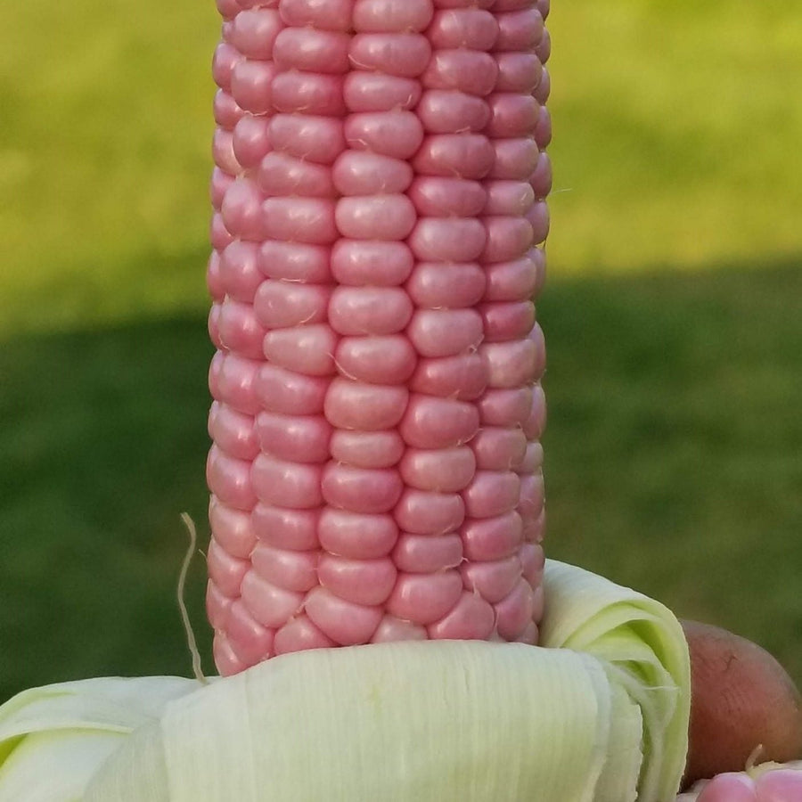 Maïs 'Mini Pink Popcorn' bio