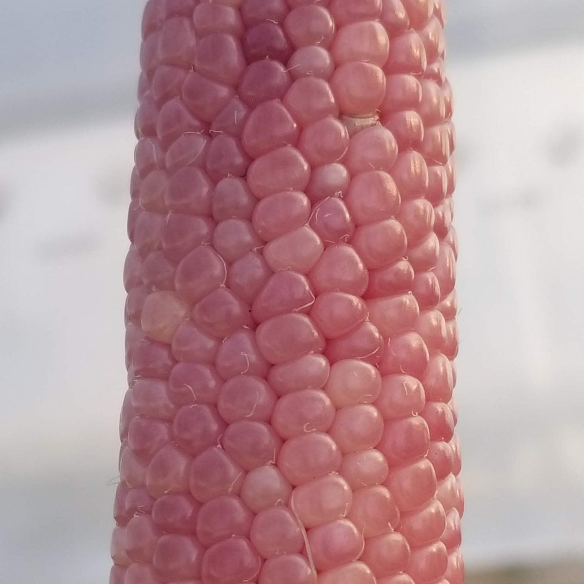 Maïs à éclater 'Mini Pink Popcorn' bio