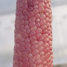 Organic 'Mini Pink Popcorn' Popping Corn