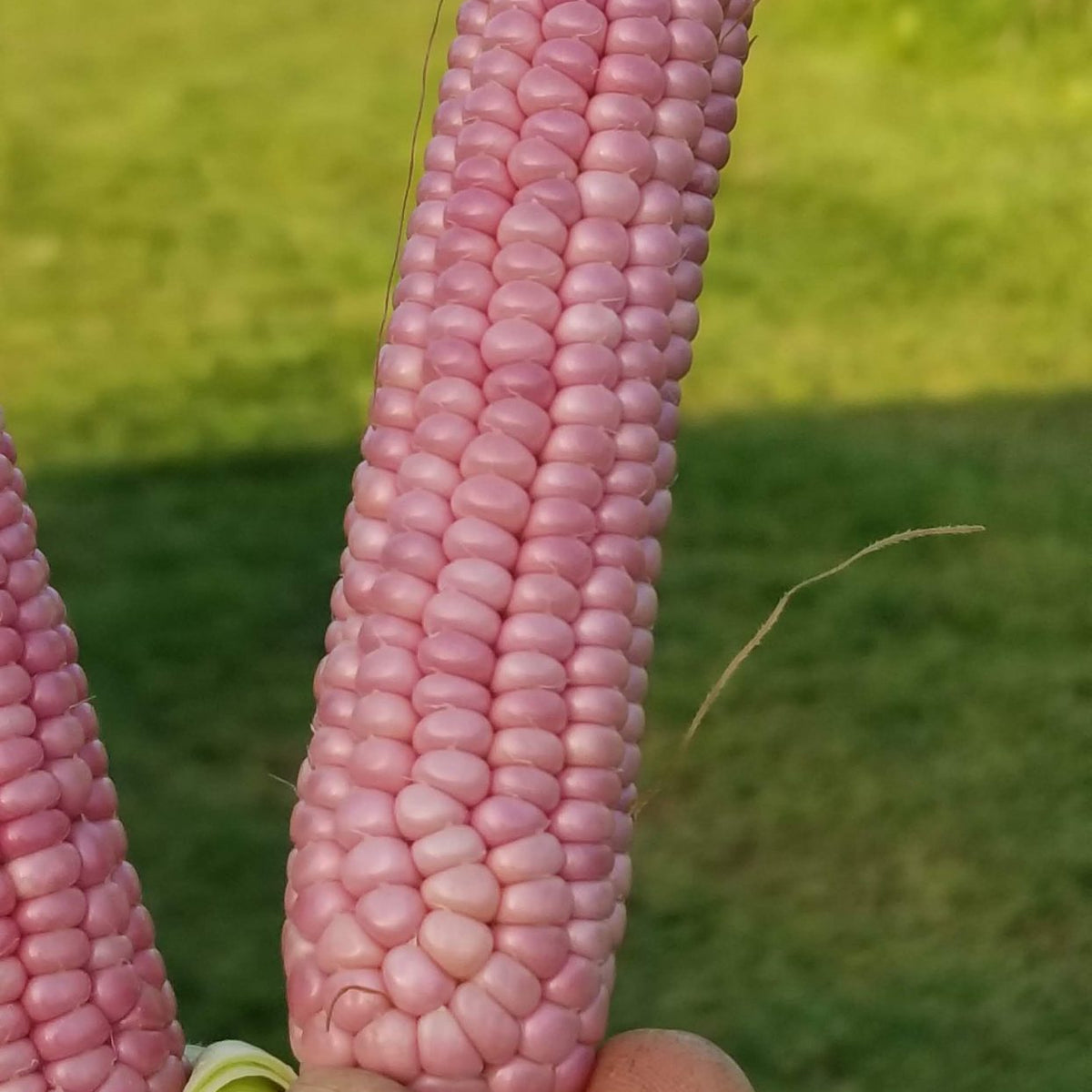 Organic 'Mini Pink Popcorn' Popping Corn