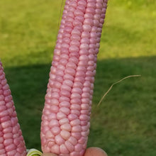 Organic 'Mini Pink Popcorn' Popping Corn