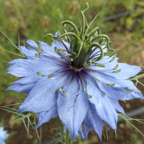 Nigella 'Miss Jekyll Dark Blue' organic