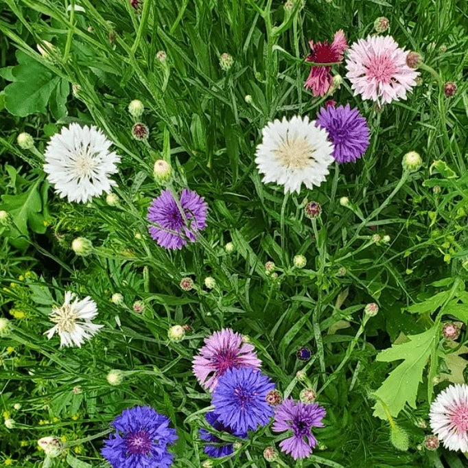 Centaurea color mix organic