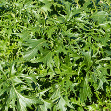 Moutarde 'Mizuna'