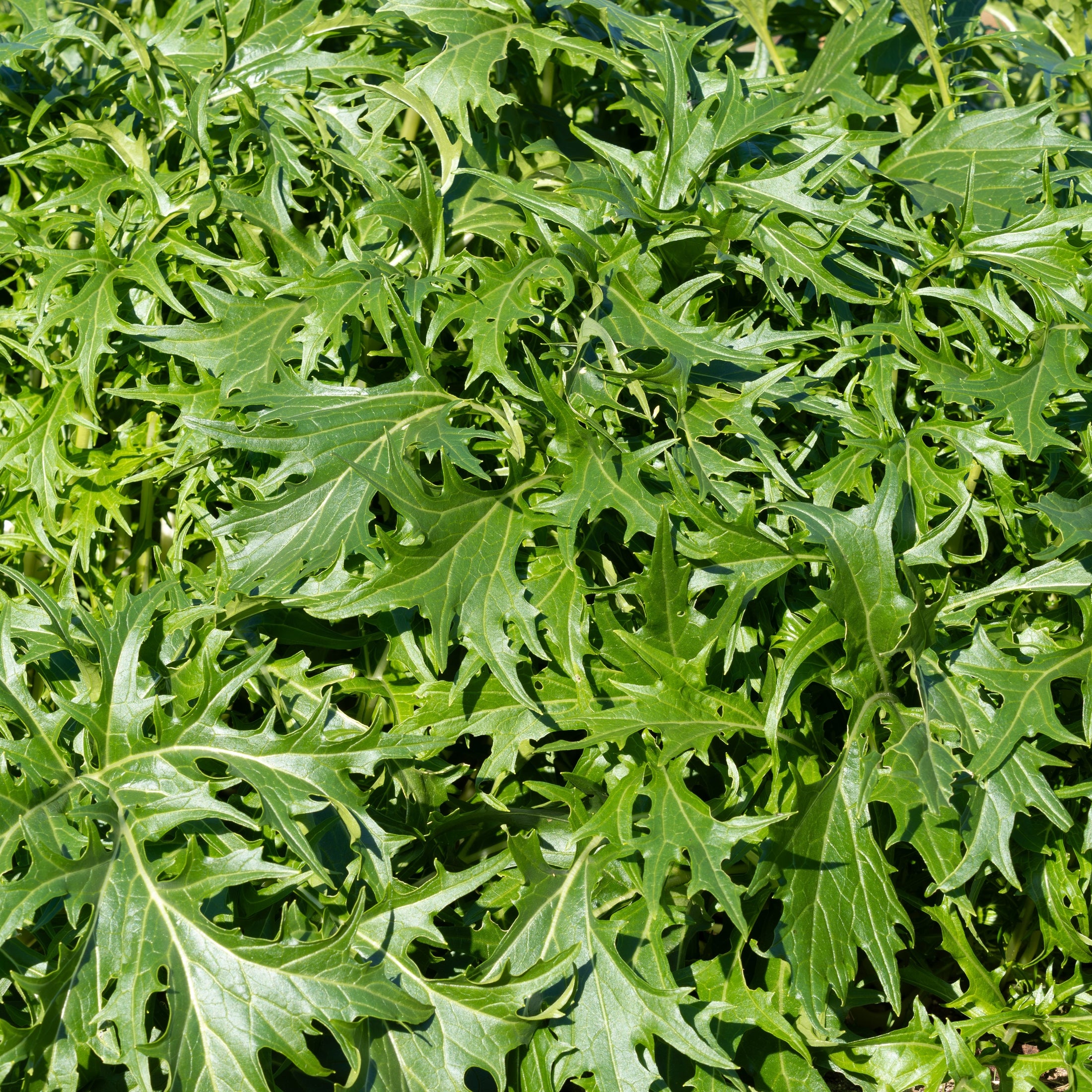 Moutarde 'Mizuna'