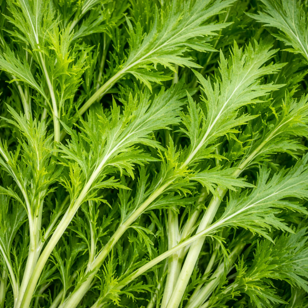 Mizuna organic