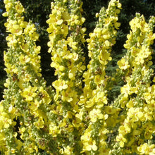 Molène d'Olympe bio