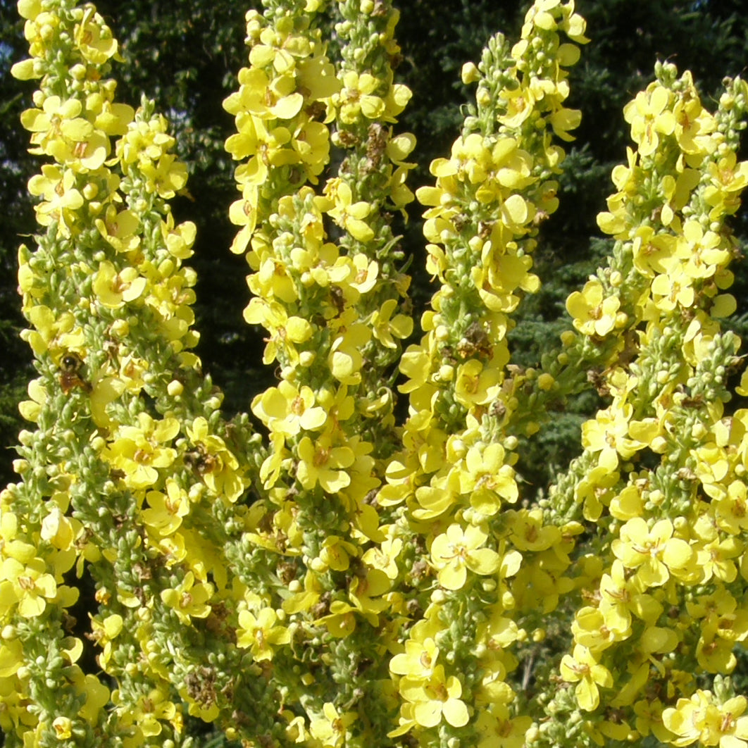Molène d'Olympe bio