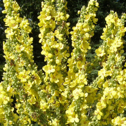 Organic Olympian Mullein