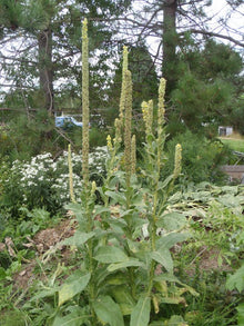Molène vulgaire