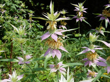 Image officielle 4 de Mélange de fleurs sauvages facile à cultiver, semences à créer.