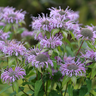 Wild Bergamot