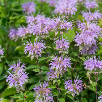 Image officielle de Bergamote sauvage, Monarda fistulosa, associée au petit sachet de semences.