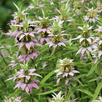 Image officielle de Monarde ponctuée, Monarda punctata, associée au petit sachet de semences.