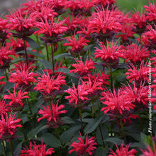 Monarda 'Upscale Red Velvet'