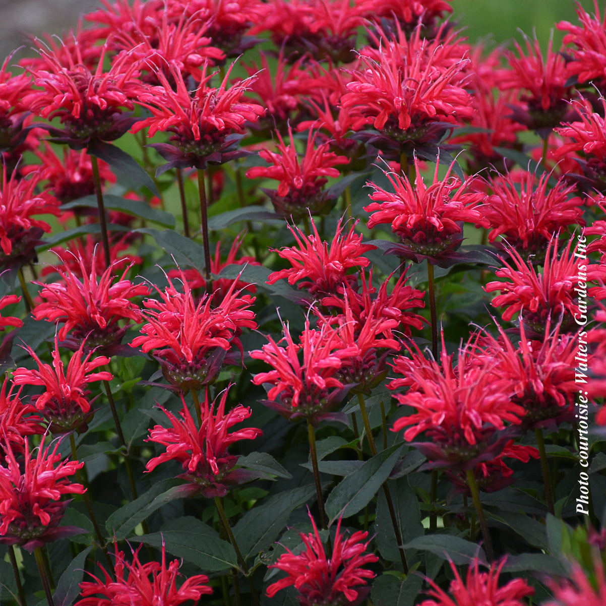 Monarda 'Upscale Red Velvet'