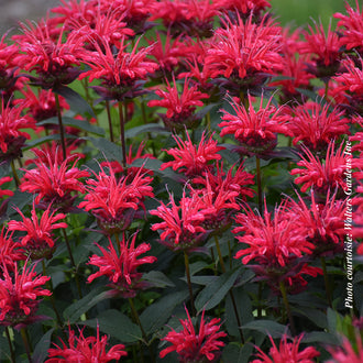 Monarde 'Upscale Red Velvet'. De longs tubes floraux fins partent de la tête ronde et dessinent son contour frangé. Les pétales rouges ressortent bien, avec des zones ombragées entre les parties de la fleur. Des tubes floraux ouverts et des boutons pointus partent de la tête centrale. Les feuilles vert foncé encadrent les fleurs, avec des ombres entre les tiges. La vue large montre un groupe dense de fleurs répétées à travers la photo.