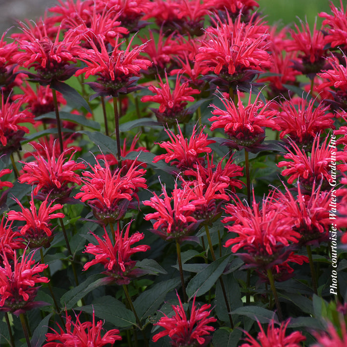 Monarda 'Upscale Red Velvet'