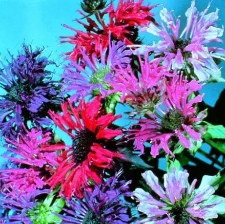 Monarde Panorama Mélange