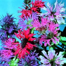 Monarde Panorama Mélange