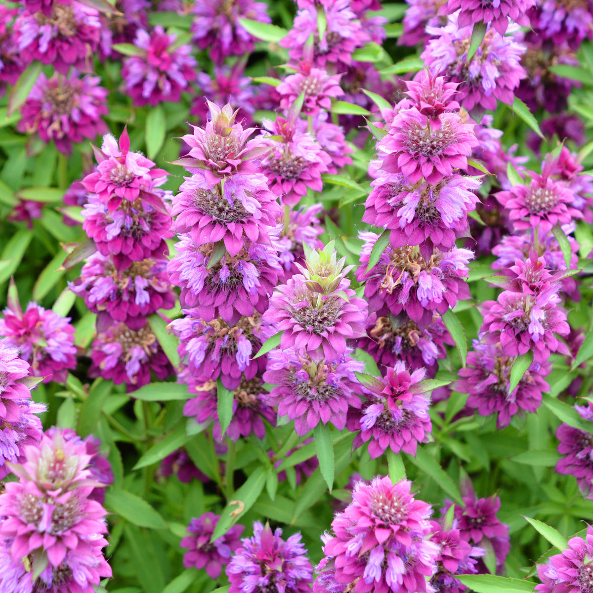  Lemon Bergamot 