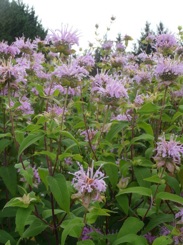fistulous bee balm