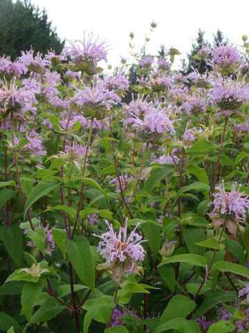 Monarde fistuleuse
