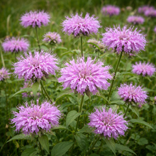 Monarde fistuleuse en fleurs, plante indigène aux fleurs mauves.