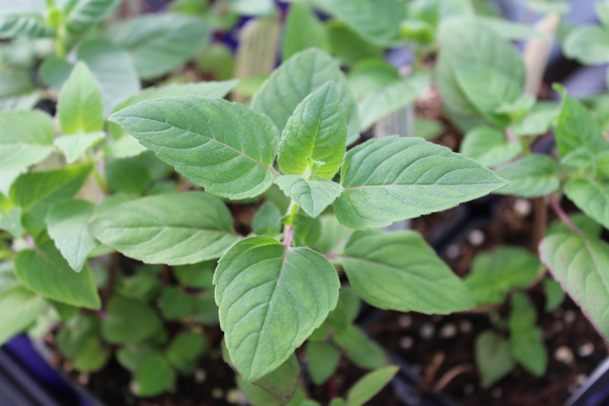 fistulous bee balm