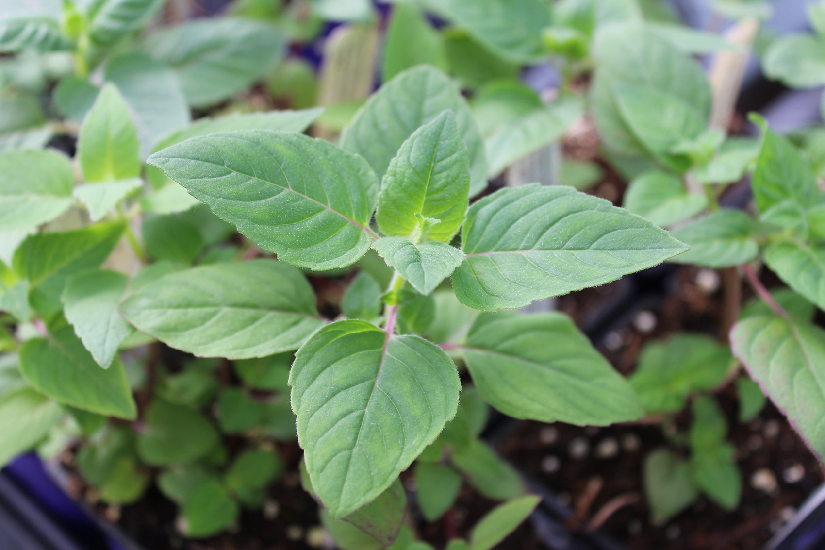 fistulous bee balm
