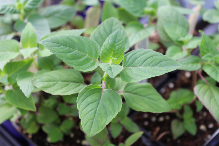 Monarde fistuleuse