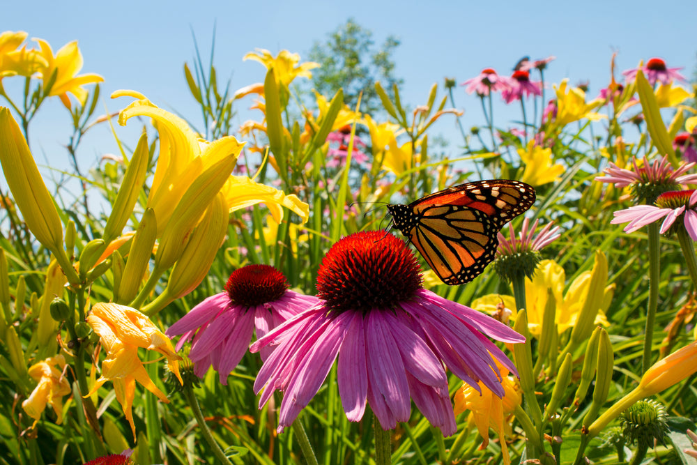 Vivaces rustiques, plantes fleuries et couvre-sols pour jardin au Québec