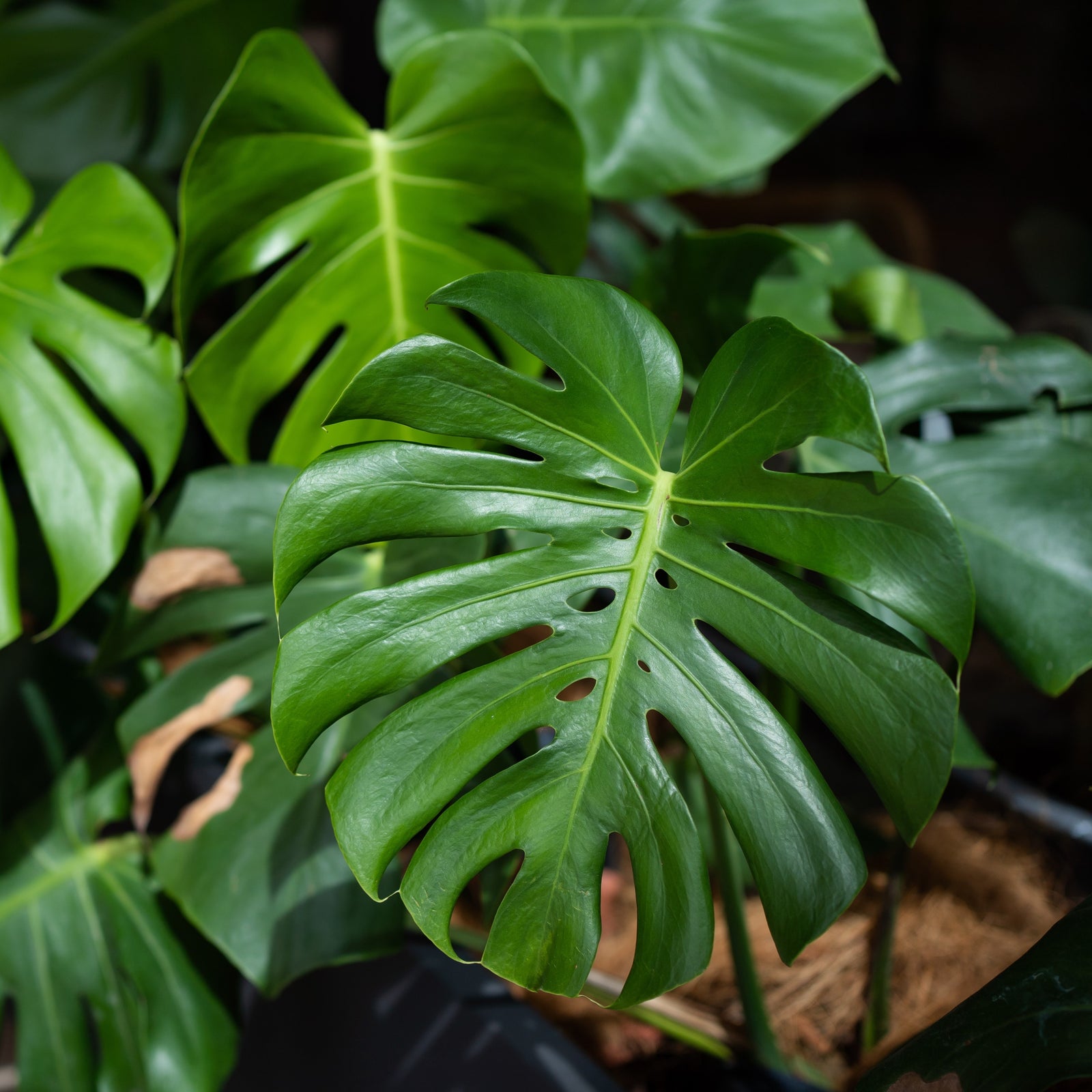 monstera deliciosa prix Semences W.H Perron