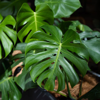 Photo de Monstera. Avec ses tiges parcourues de racines aériennes, le Monstera est idéal pour apporter une touche luxuriante et tropicale à vos espaces intérieurs. La couleur caractéristique est : feuillage vert. Le visuel permet d'observer les contours, les teintes et la disposition des éléments présentés. Les détails de forme et les contrastes donnent un aperçu de l'apparence de cette plante ou de sa récolte.