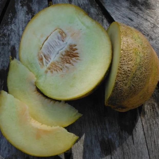 Melon 'Montreal Market' bio