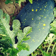Watermelon yellow 'Moon & Stars’ organic