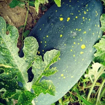Melon d'eau 'Moon & Stars Yellow' bio