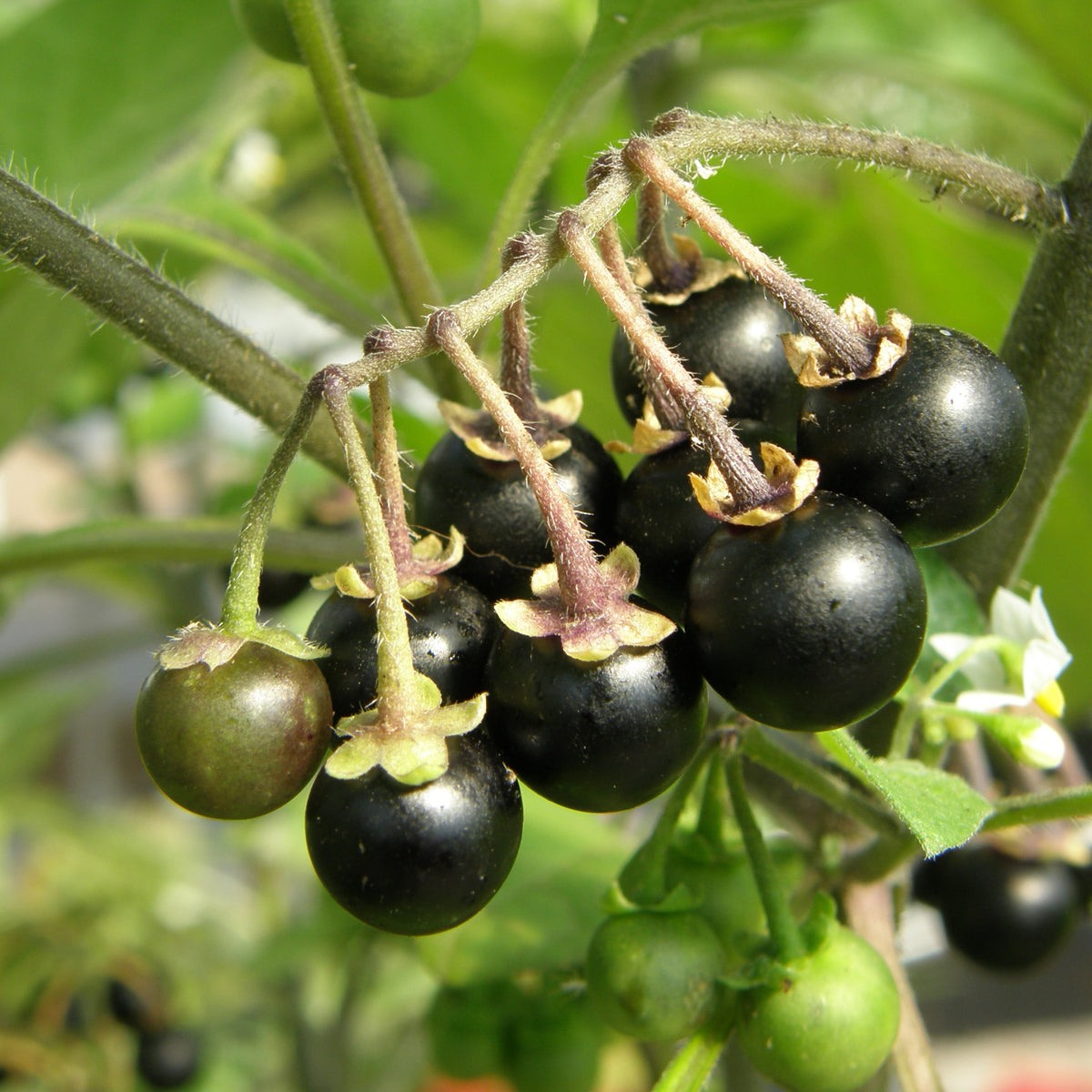Organic Sunberry Morelle