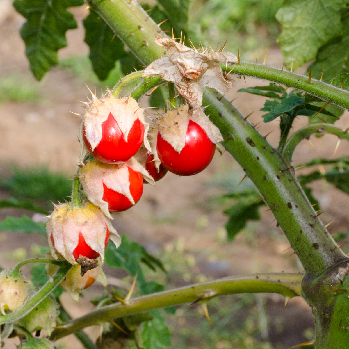 Morelle de Balbis. Fruits rouges de morelle dans des calices verts ouverts. Le cadrage permet de voir les formes, les couleurs et les détails du sujet représenté. Les contours se détachent du fond de l’image, avec des différences de teinte et de texture visibles sur les surfaces. Cette vue accompagne la présentation du produit dans la boutique.