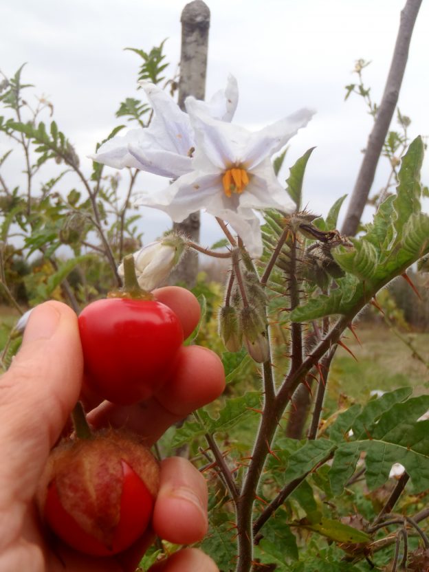 Morelle de Balbis (<em>Solanum sisymbriifolium</em>)