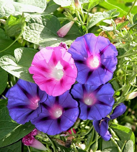 Dwarf Tricolour Morning Glory Mix. This low-growing annual flower mix creates a colourful display close to the ground.