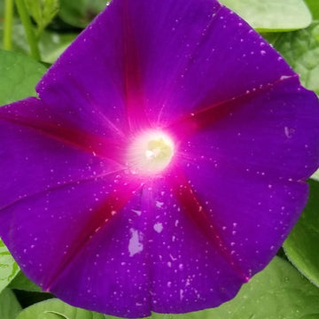 Ipomée 'Morning Glory' bio