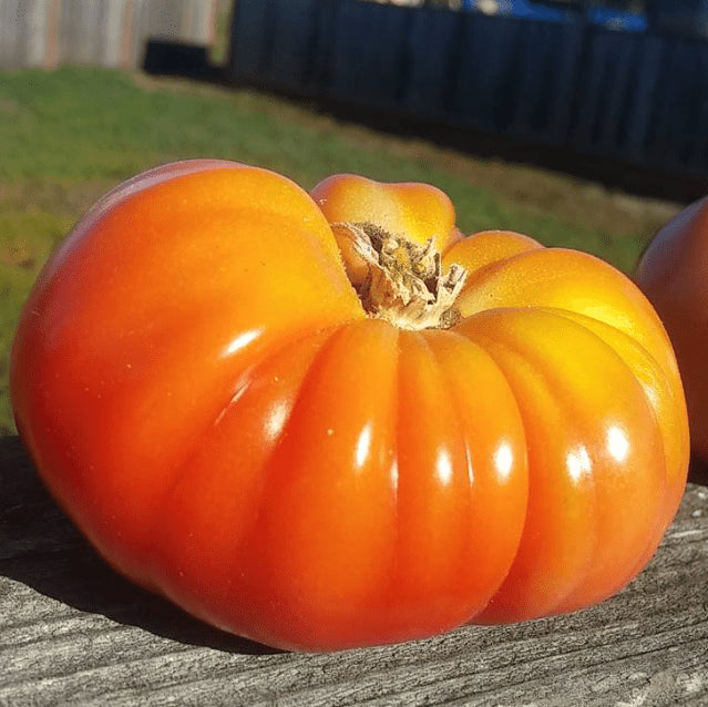 Tomate 'Mortgage Lifter' bio