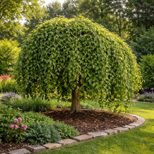 Morus alba Chaparral (fruitless)