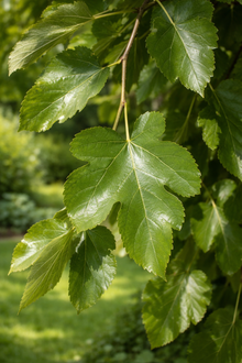 Morus alba Chaparral (fruitless)