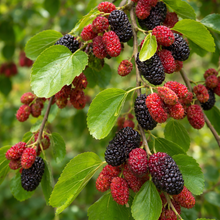 Morus alba Pendula (with fruit)