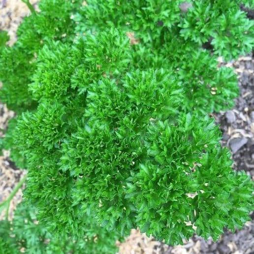 Organic Triple 'Moss' Curled Parsley Seeds by Gaia, product image prepared for Canadian gardeners.
